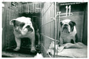 Bulldog Dog breed, - Vintage Photograph