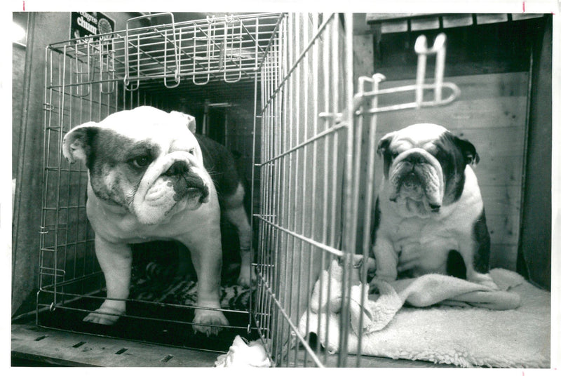 Bulldog Dog breed, - Vintage Photograph
