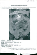 Bulldog Dog breed, - Vintage Photograph