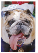 Bulldog Dog breed, - Vintage Photograph