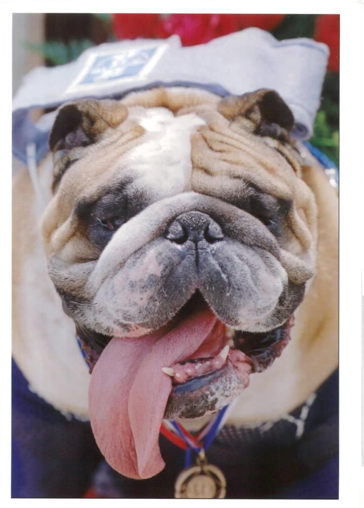 Bulldog Dog breed, - Vintage Photograph