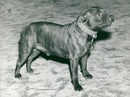Bulldog Dog breed, - Vintage Photograph