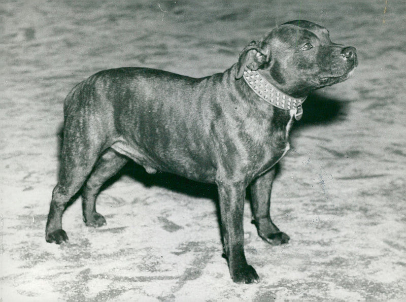 Bulldog Dog breed, - Vintage Photograph