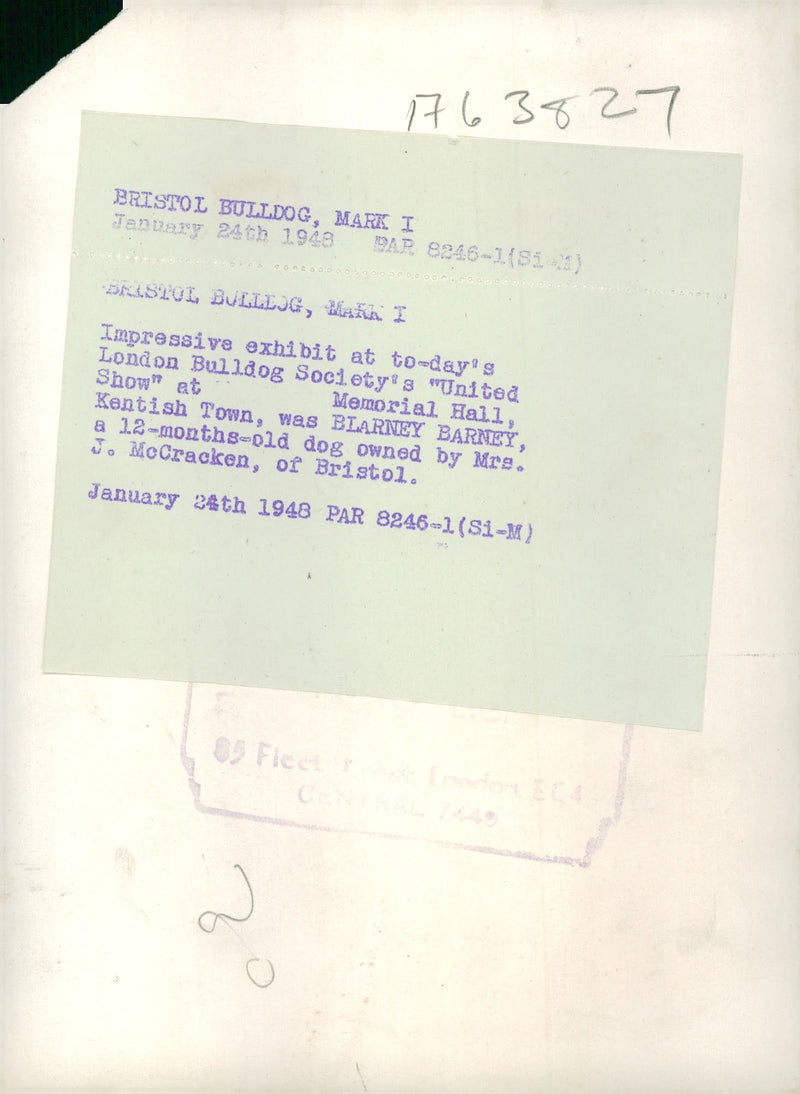 Bulldog Dog breed,Bristol Bulldog. - Vintage Photograph