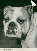 Bulldog Dog breed,Bristol Bulldog. - Vintage Photograph