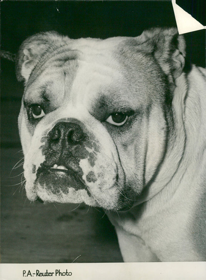 Bulldog Dog breed,Bristol Bulldog. - Vintage Photograph