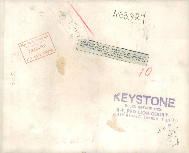 Bulldog Dog breed,One Eye On The Judge. - Vintage Photograph