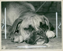 Bulldog Dog breed,One Eye On The Judge. - Vintage Photograph