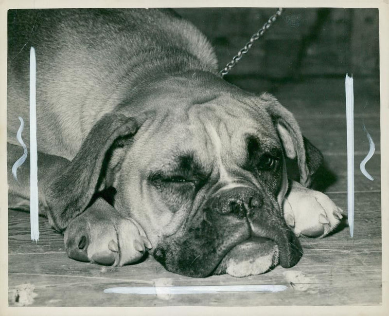 Bulldog Dog breed,One Eye On The Judge. - Vintage Photograph