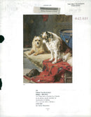 Bulldog Dog breed,Bulldog Sonham's. - Vintage Photograph