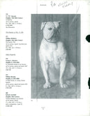 Bulldog Dog breed,Bulldog Sonham's. - Vintage Photograph