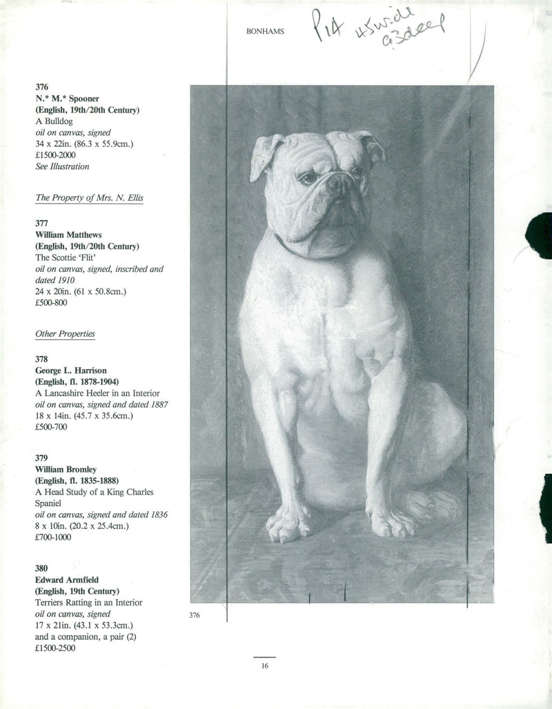 Bulldog Dog breed,Bulldog Sonham's. - Vintage Photograph