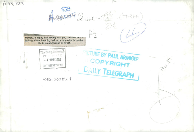 Bulldog Dog breed,A happy and Healthy. - Vintage Photograph