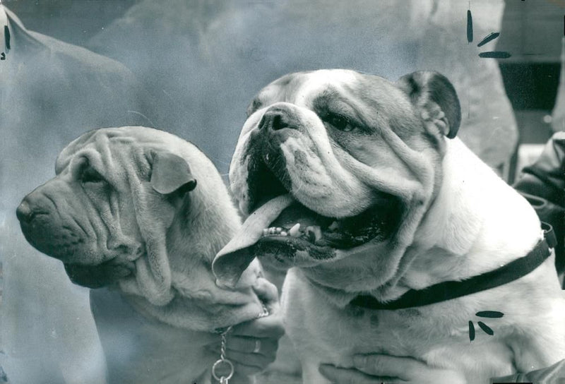 Bulldog Dog breed,A happy and Healthy. - Vintage Photograph