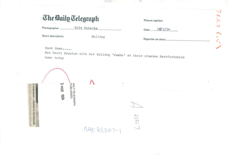 Bulldog Dog breed, - Vintage Photograph