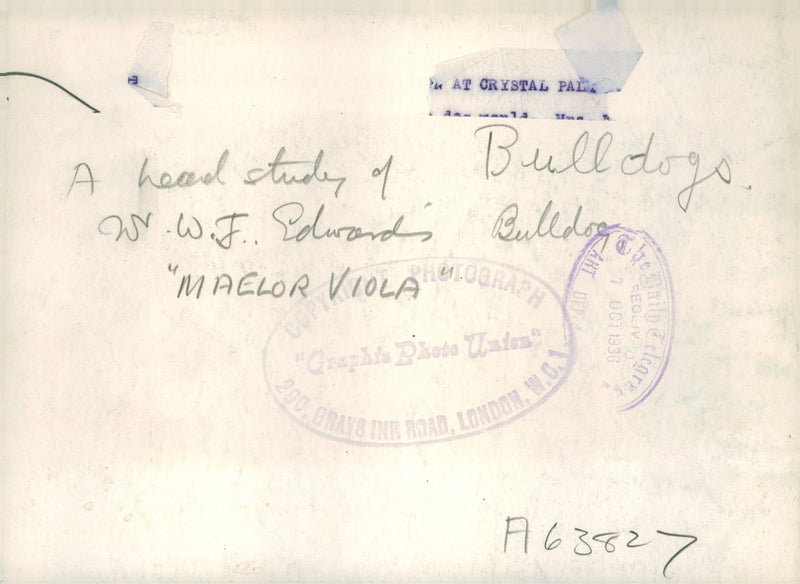 Bulldog Dog breed, - Vintage Photograph