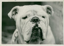 Bulldog Dog breed, - Vintage Photograph