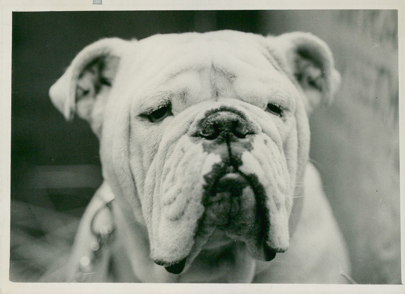 Bulldog Dog breed, - Vintage Photograph