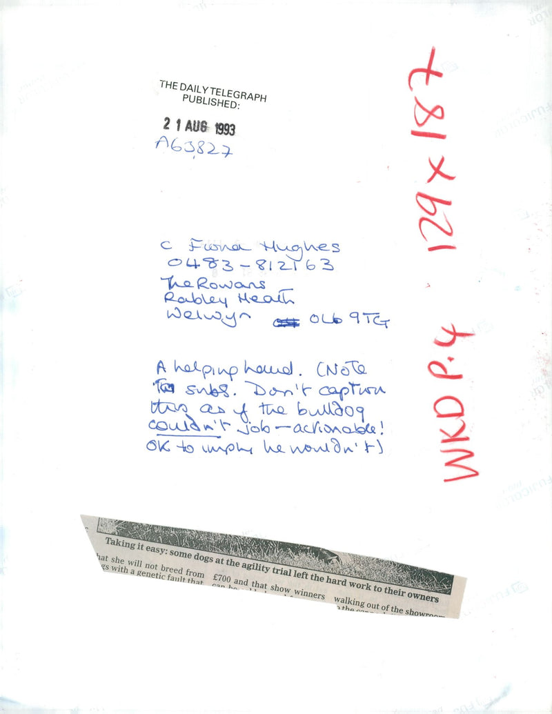 Bulldog Dog breed, - Vintage Photograph