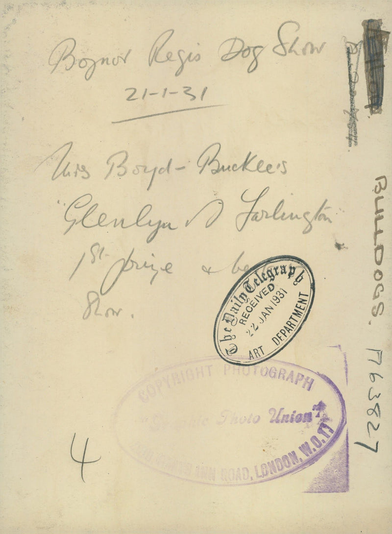 Bulldog Dog breed, - Vintage Photograph