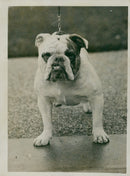 Bulldog Dog breed, - Vintage Photograph
