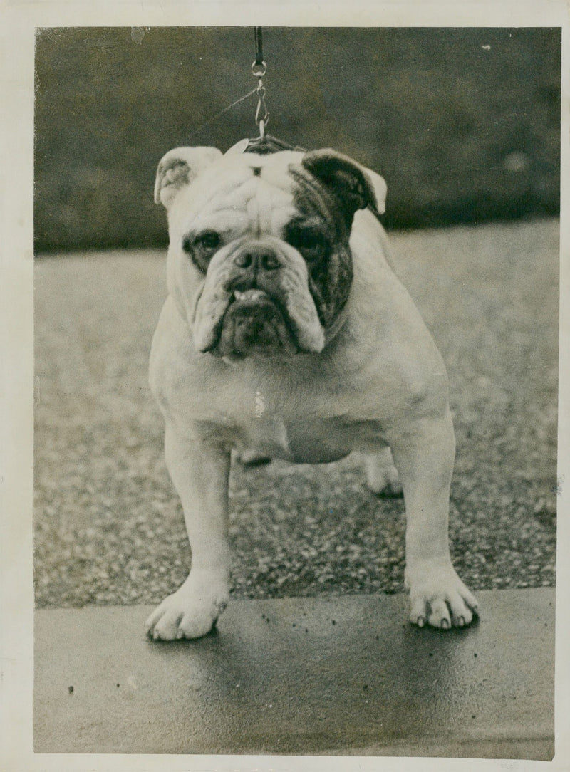 Bulldog Dog breed, - Vintage Photograph