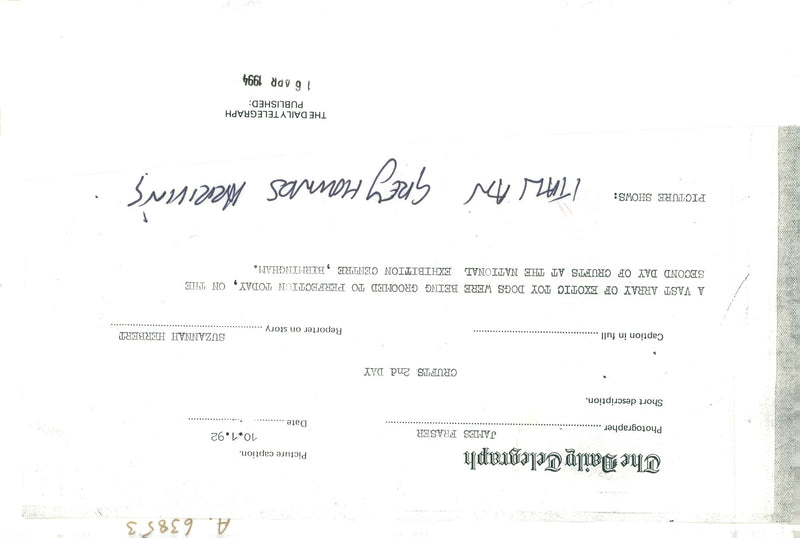 Greyhound Dog breed,Cruft's 2nd Day. - Vintage Photograph