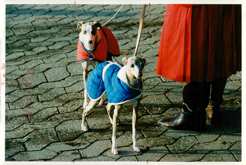 Greyhound Dog breed,Cruft's 2nd Day. - Vintage Photograph