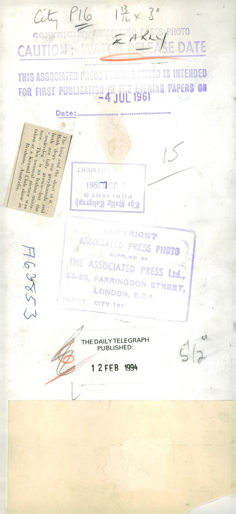 Greyhound Dog breed, - Vintage Photograph