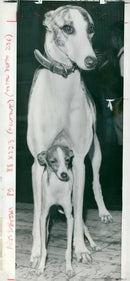 Greyhound Dog breed, - Vintage Photograph