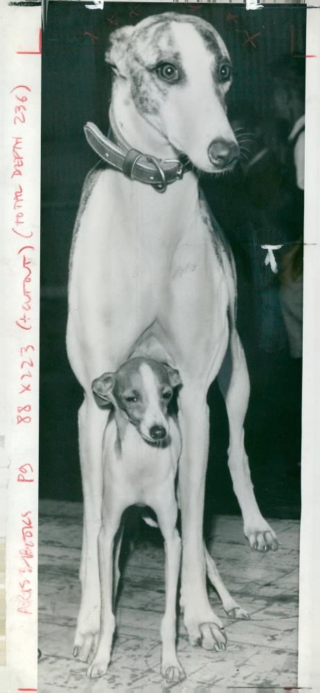 Greyhound Dog breed, - Vintage Photograph