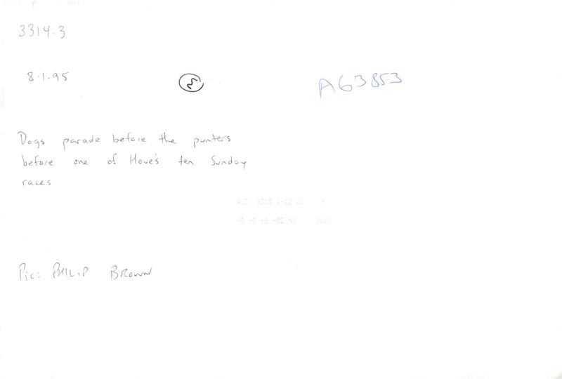 Greyhound Dog breed,Dog's Parade. - Vintage Photograph