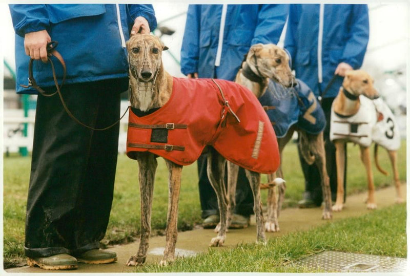 Greyhound Dog breed,Dog's Parade. - Vintage Photograph