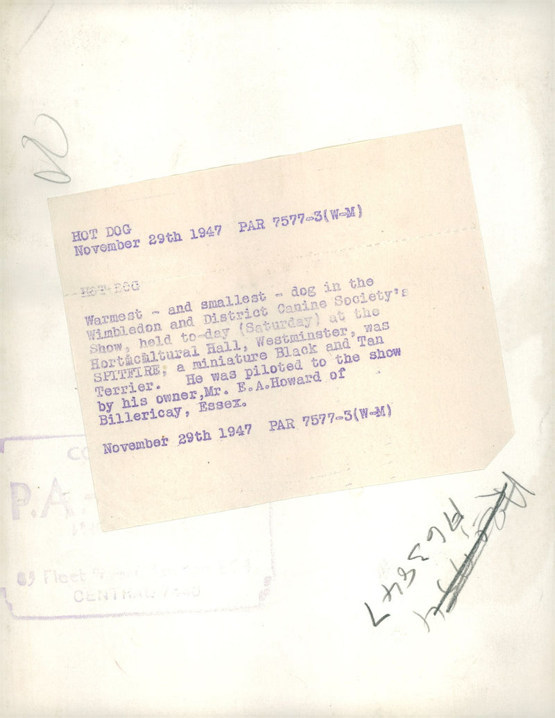 Black and Tan Coonhound Dog breed,Hot Dog. - Vintage Photograph