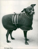 Black and Tan Coonhound Dog breed,Hot Dog. - Vintage Photograph