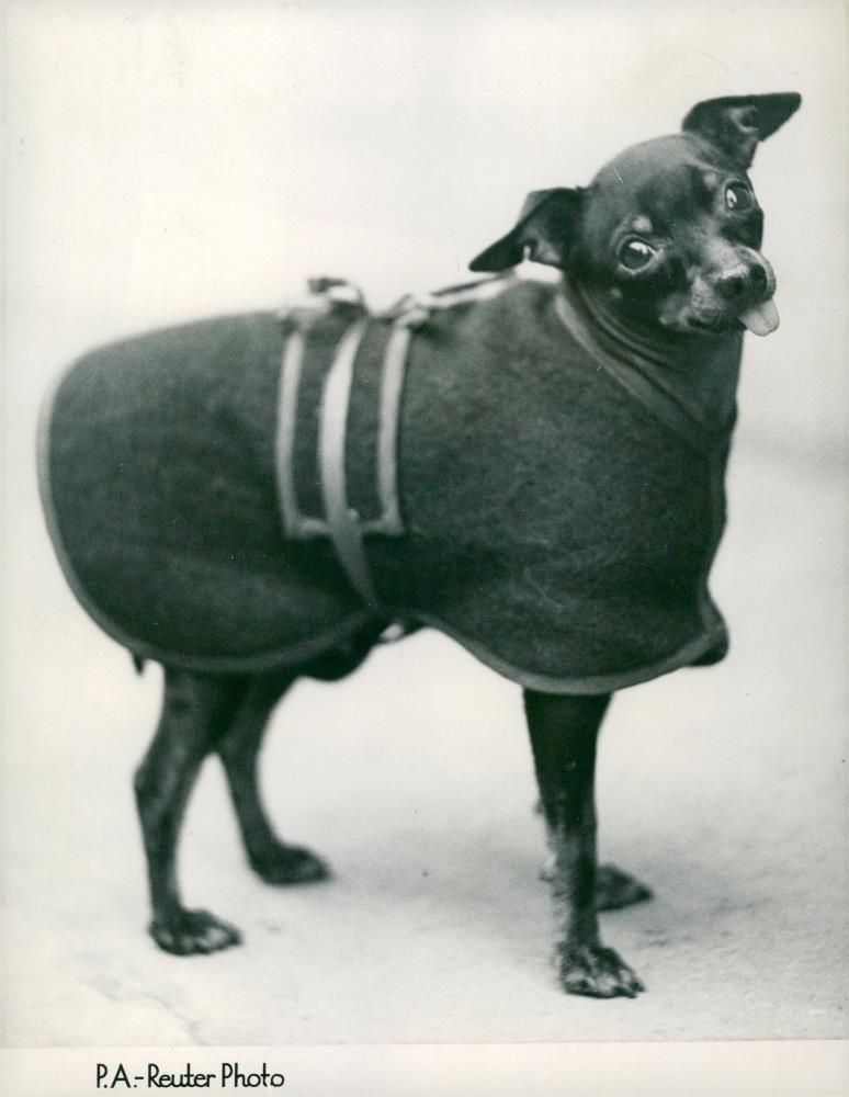 Black and Tan Coonhound Dog breed,Hot Dog. - Vintage Photograph