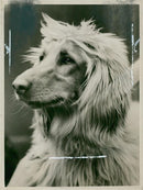 Afghan Hand's,Cruft's Dog Show. - Vintage Photograph