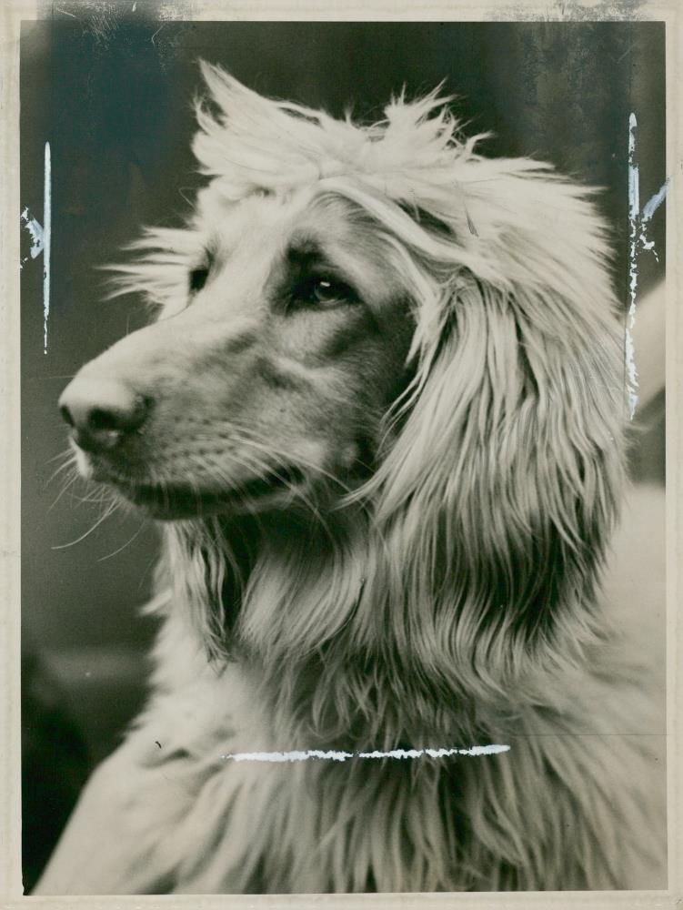 Afghan Hand's,Cruft's Dog Show. - Vintage Photograph