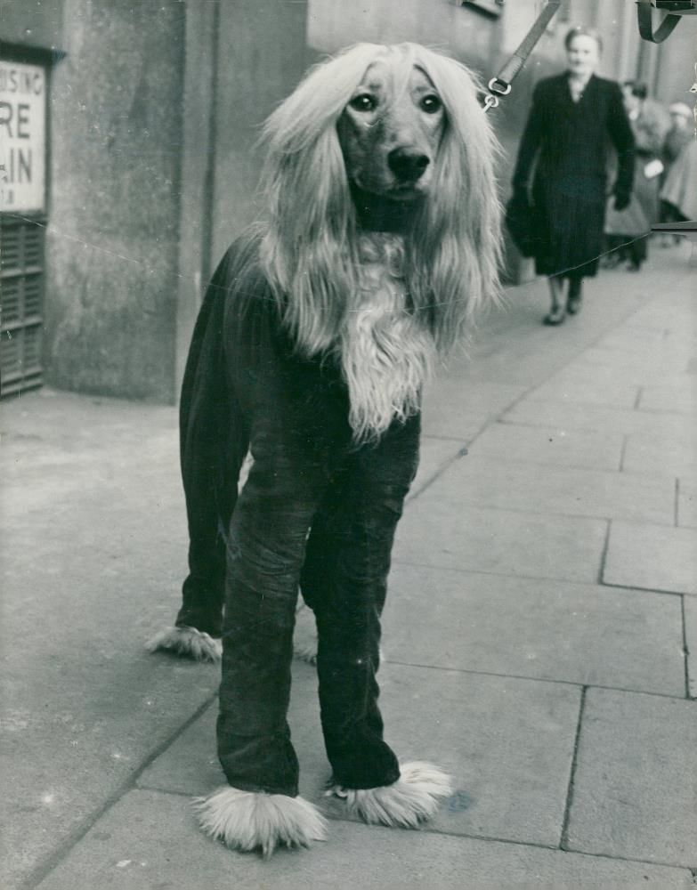Afghan Hand's,Cruft's Dog Show. - Vintage Photograph