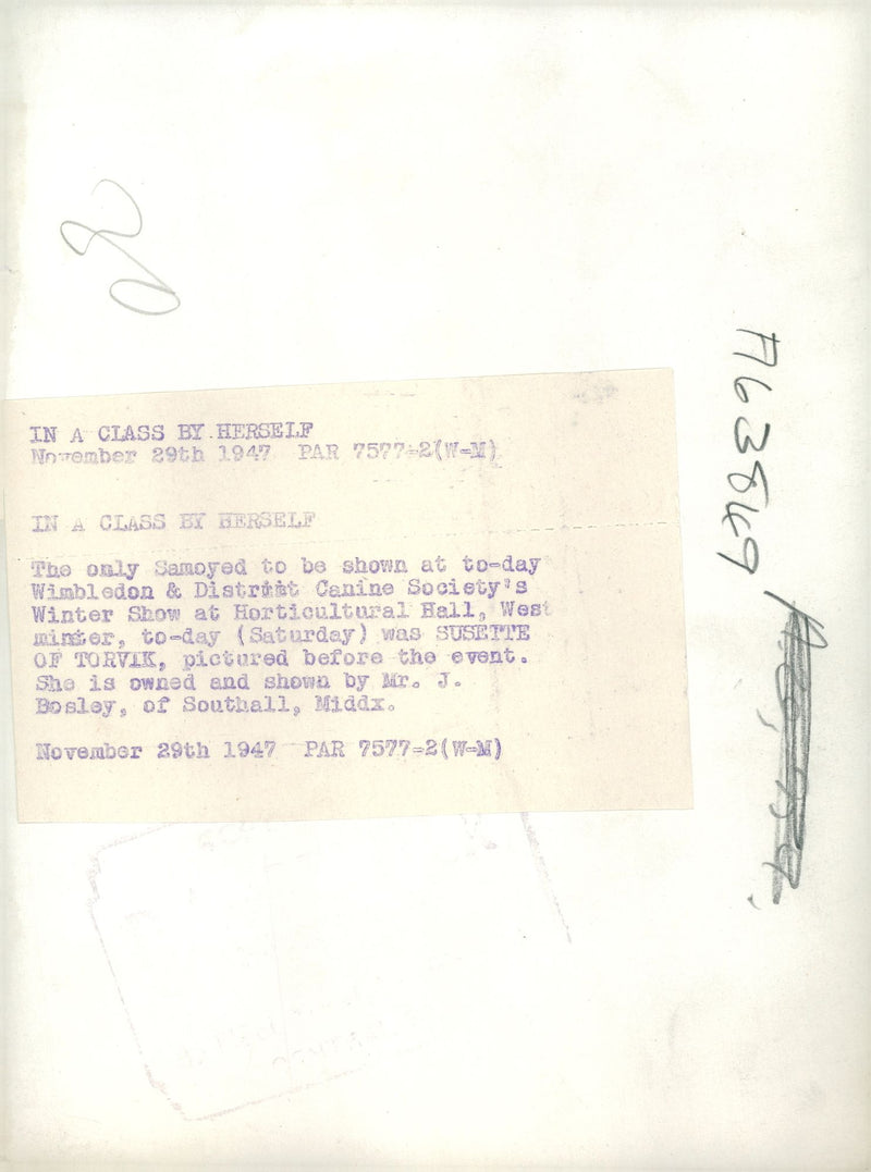 Dog Samoyed. - Vintage Photograph