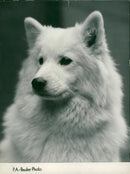Dog Samoyed. - Vintage Photograph