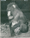 Animal: Mandrill - Vintage Photograph