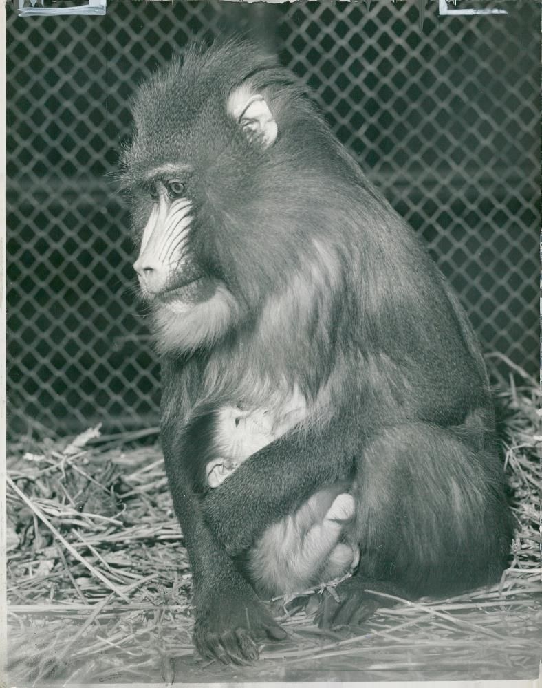 Animal: Mandrill - Vintage Photograph