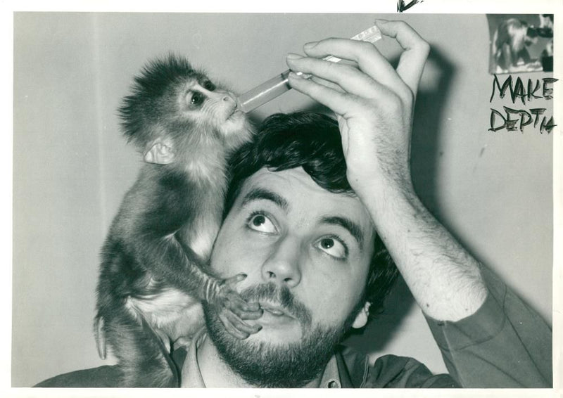 Animal: Mandrill - Vintage Photograph