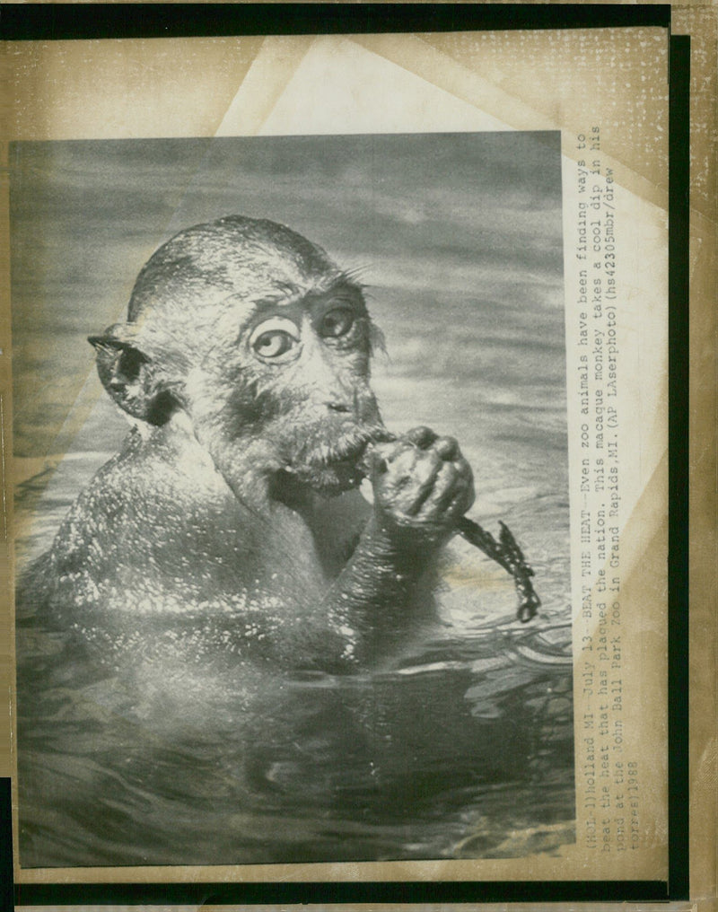 Animal: Macaque - Vintage Photograph