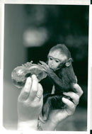 Animal: Macaque - Vintage Photograph