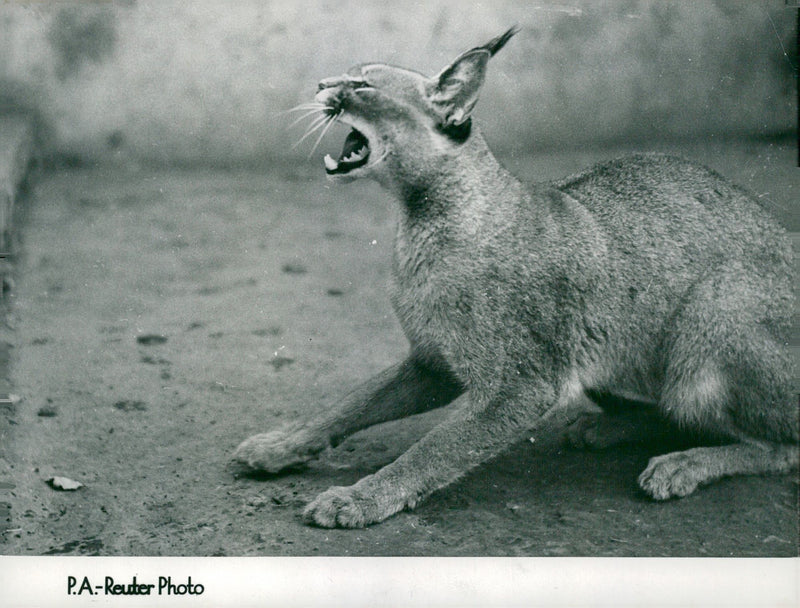 Lynxes - Vintage Photograph