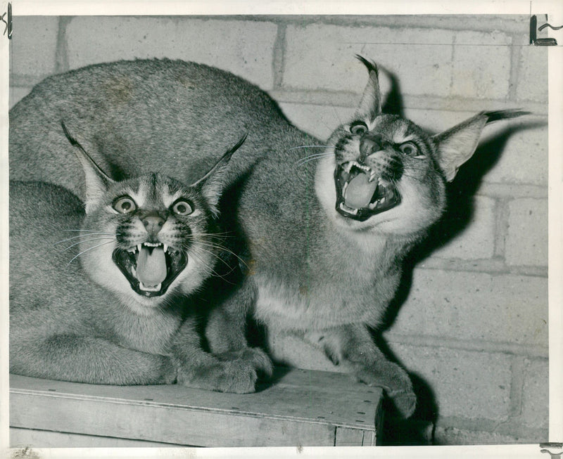 Lynxes - Vintage Photograph