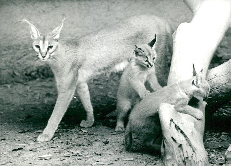 Lynxes - Vintage Photograph