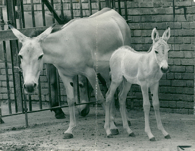 Animal: Onager - Vintage Photograph